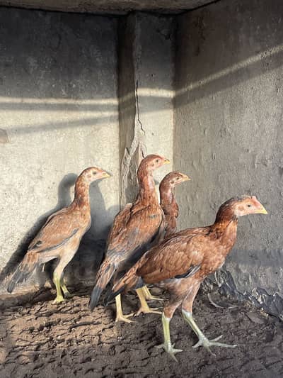 mianwali aseel chicks 03314101917