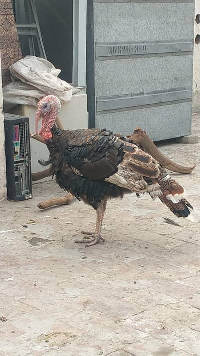 Tarki 1 male and 2 female eggs  dyrhi ha location Rana town shadrha