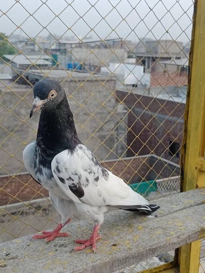 Breeder kabotar for sell Healthy and Active High Quality