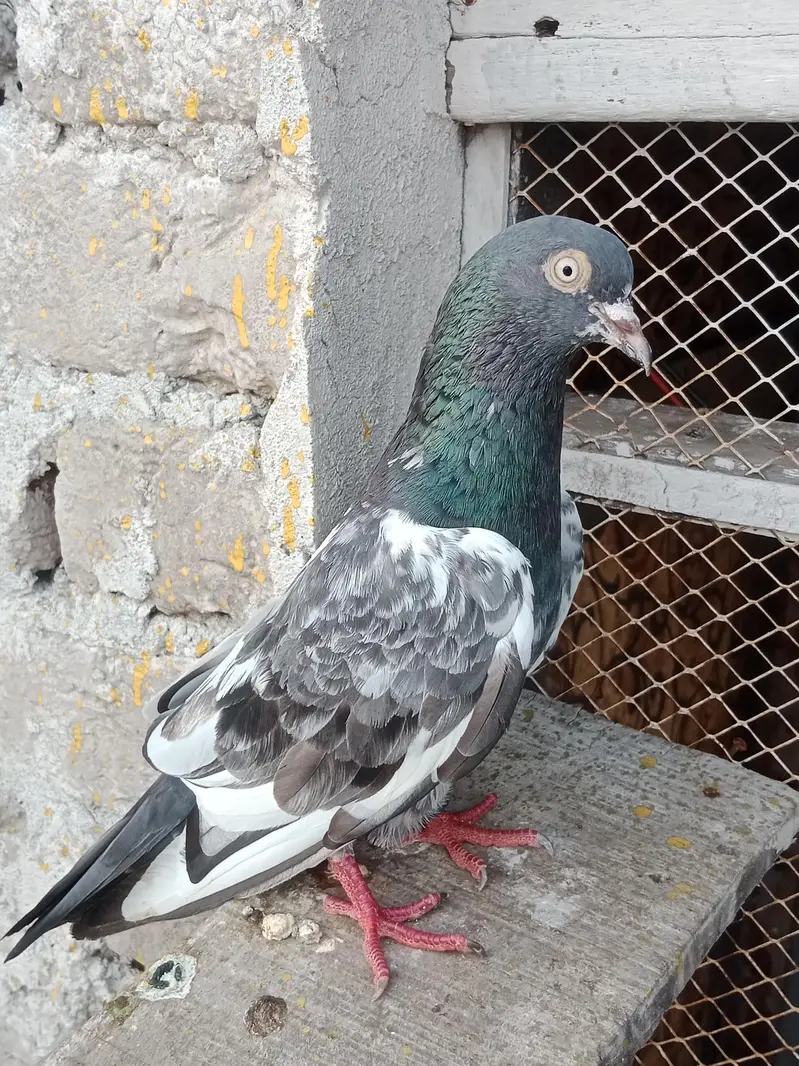 Breeder kabotar for sell Healthy and Active High Quality — photo 2