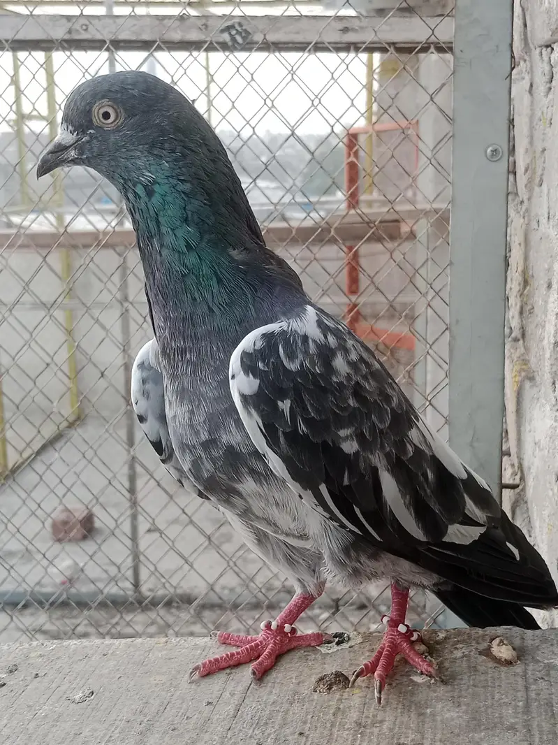 Breeder kabotar for sell Healthy and Active High Quality — photo 3