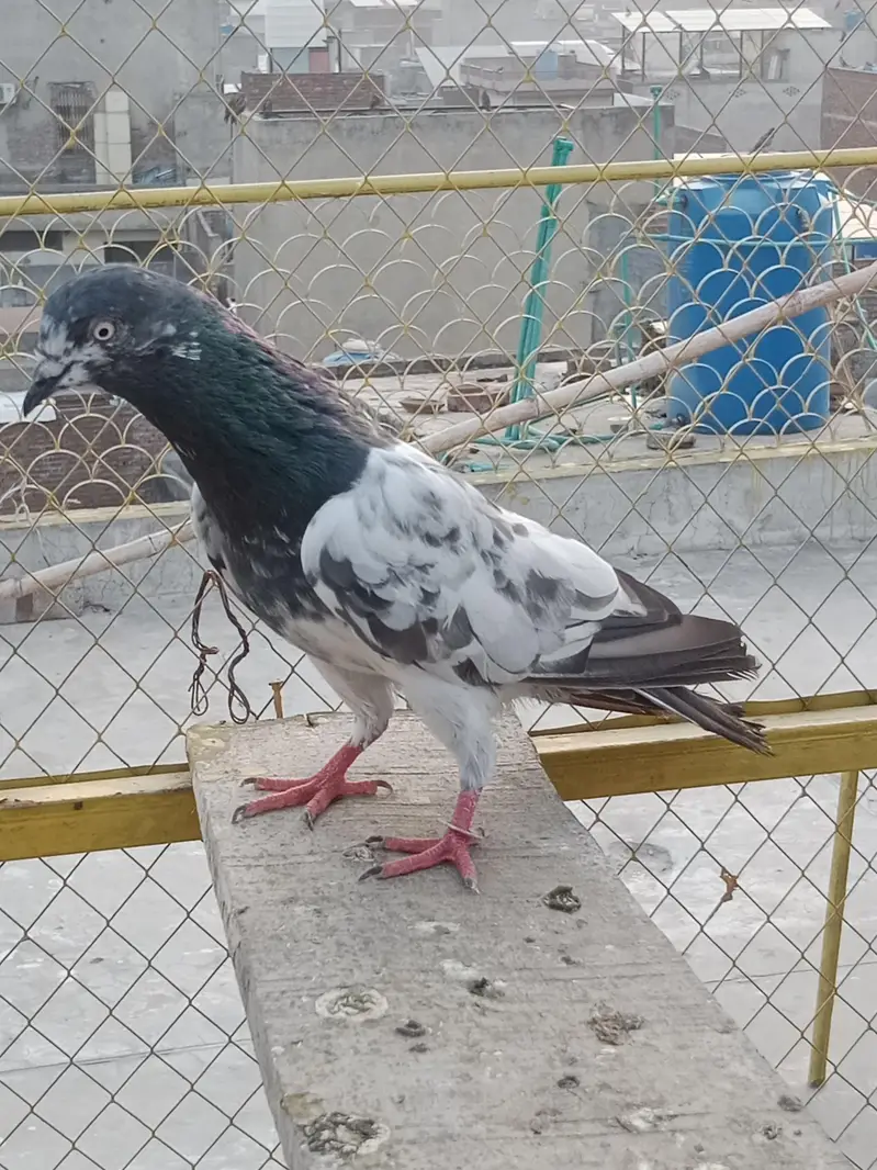 Breeder kabotar for sell Healthy and Active High Quality — photo 4