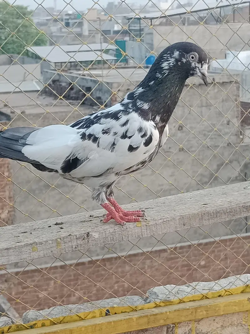 Breeder kabotar for sell Healthy and Active High Quality — photo 5