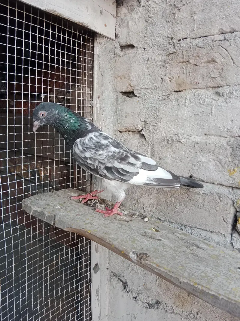 Breeder kabotar for sell Healthy and Active High Quality — photo 6