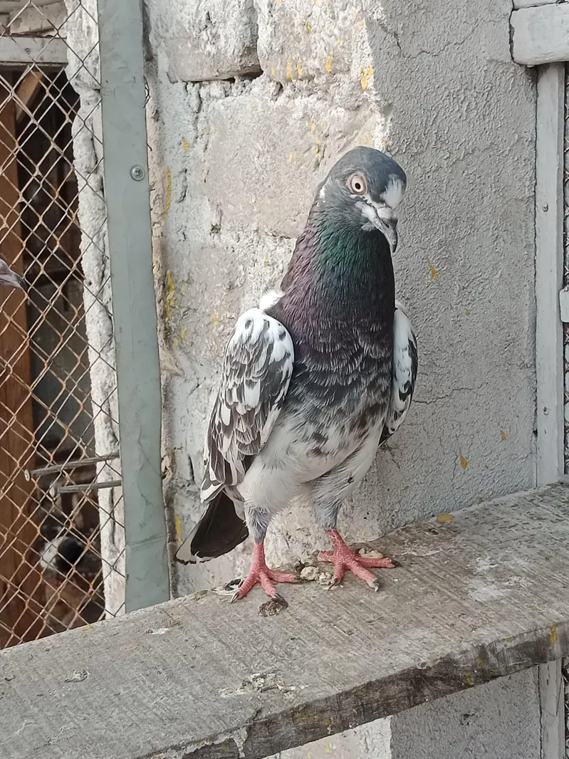 Breeder kabotar for sell Healthy and Active High Quality — photo 7