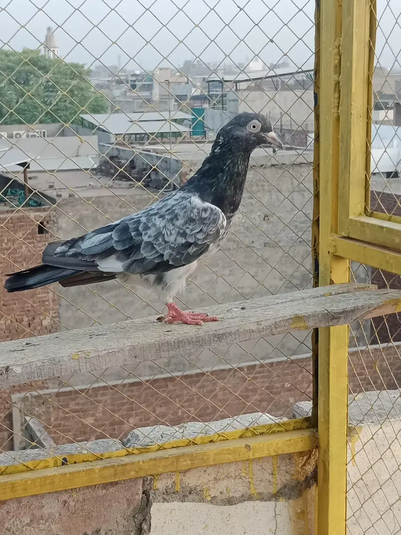 Breeder kabotar for sell Healthy and Active High Quality — photo 8