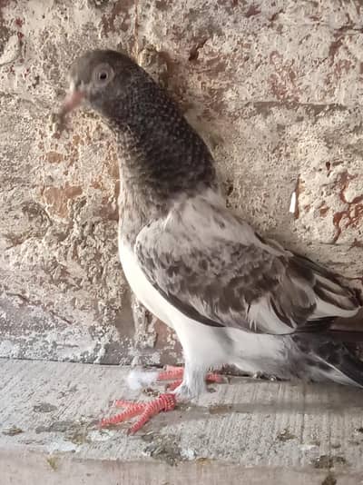 03180494722 royal phti 0 kali ki merunwala nar