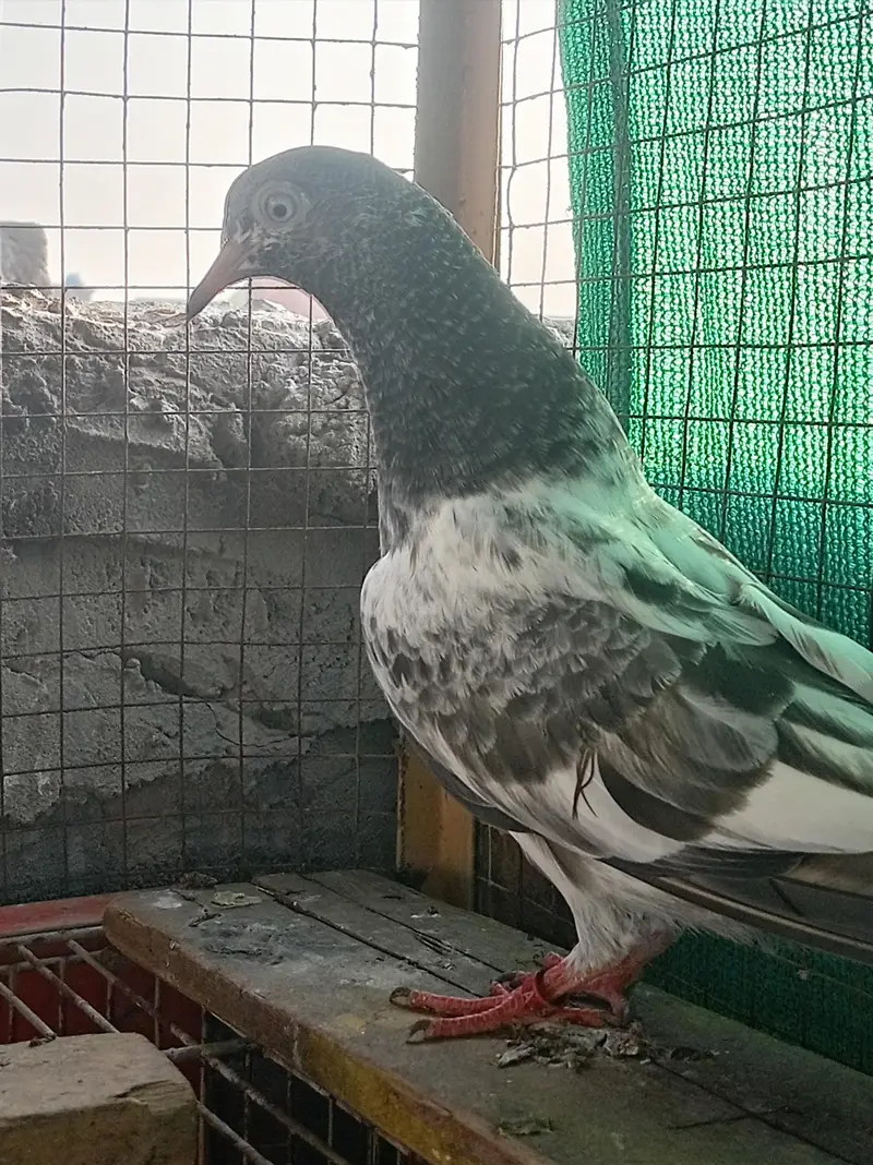 03180494722 royal phti 0 kali ki merunwala nar — photo 2