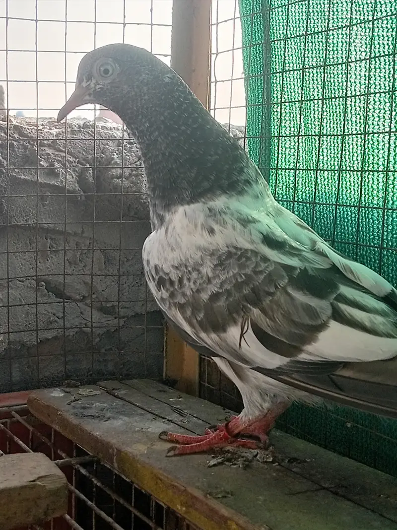 03180494722 royal phti 0 kali ki merunwala nar — photo 3