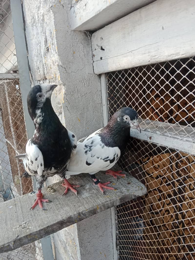 Rampuri pure pair 3