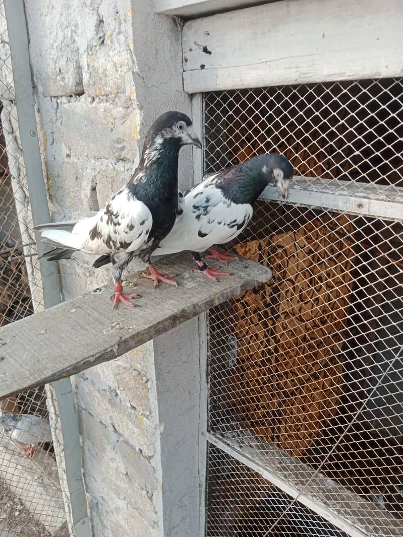 Rampuri pure pair 4