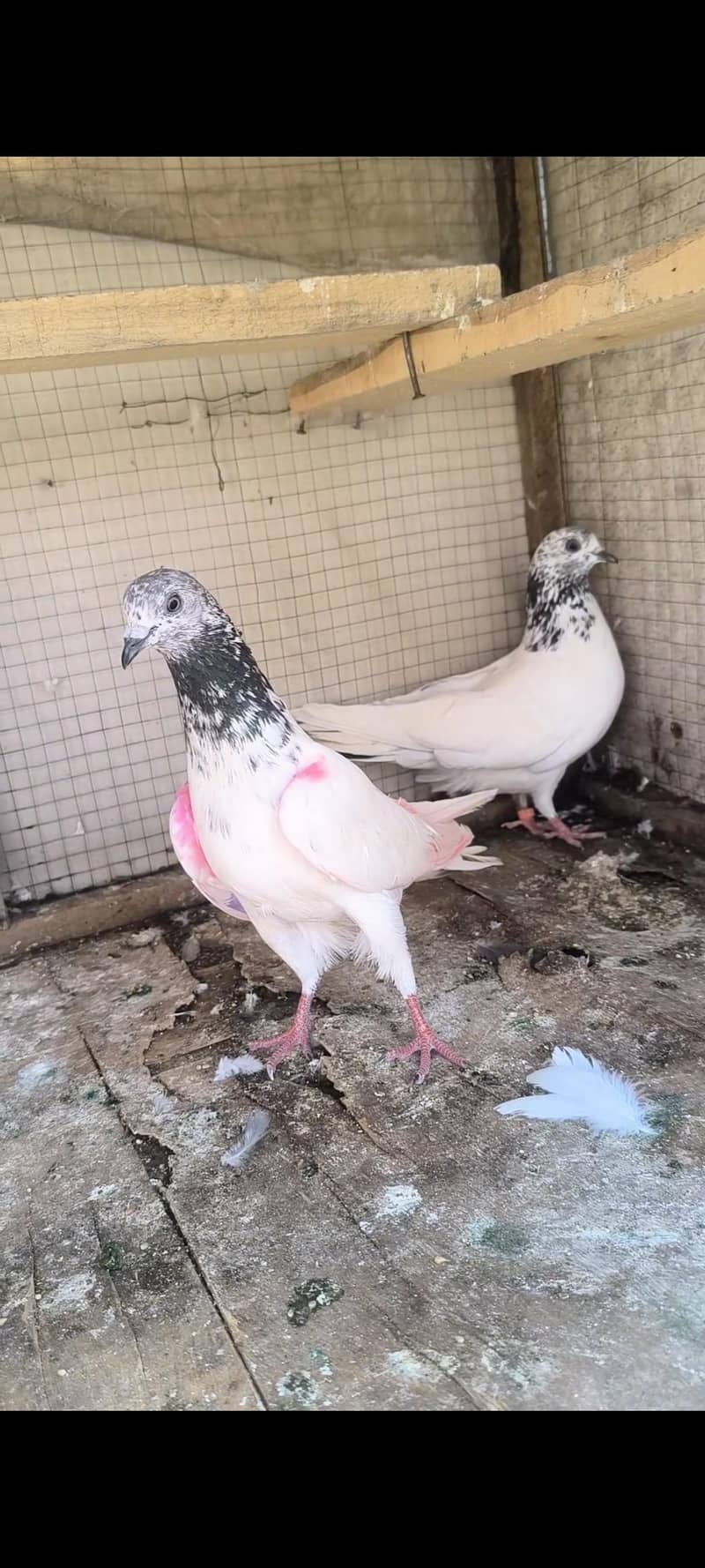 بریڈر فل سیٹپ فار سیل 6