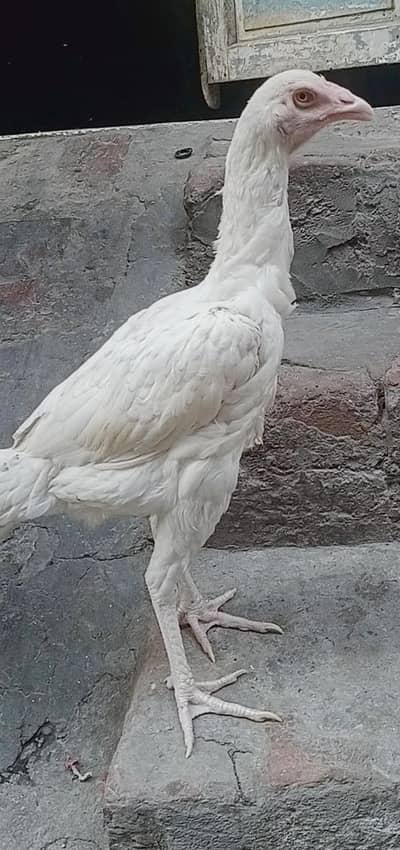 aseel heera white parmouz female price 6000  o3017104771 cal wts ap