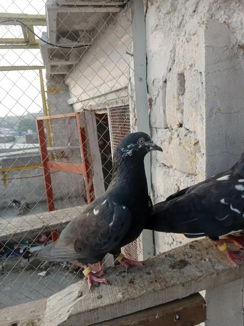 Rampuri pure pair or Indian Zakh pure pair for sell — photo 8