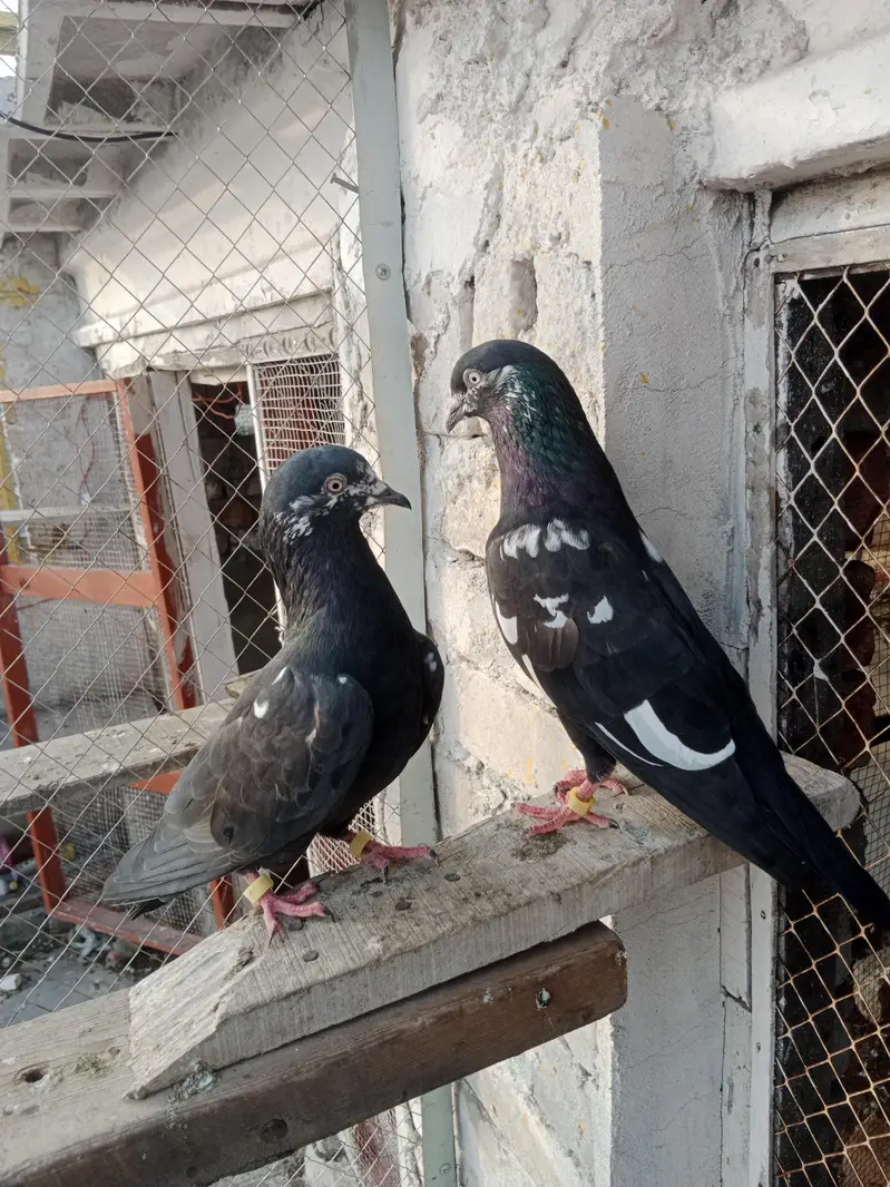 Rampuri pure pair or Indian Zakh pure pair for sell — photo 9