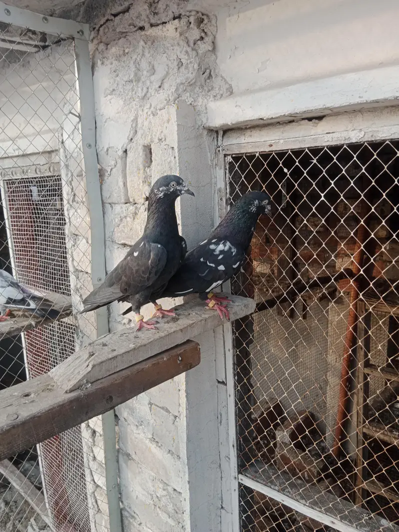 Rampuri pure pair or Indian Zakh pure pair for sell — photo 10