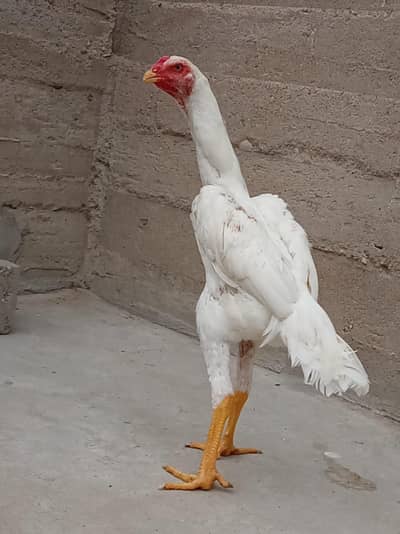 top quality shamo birds