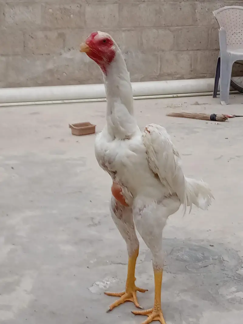 top quality shamo birds — photo 2