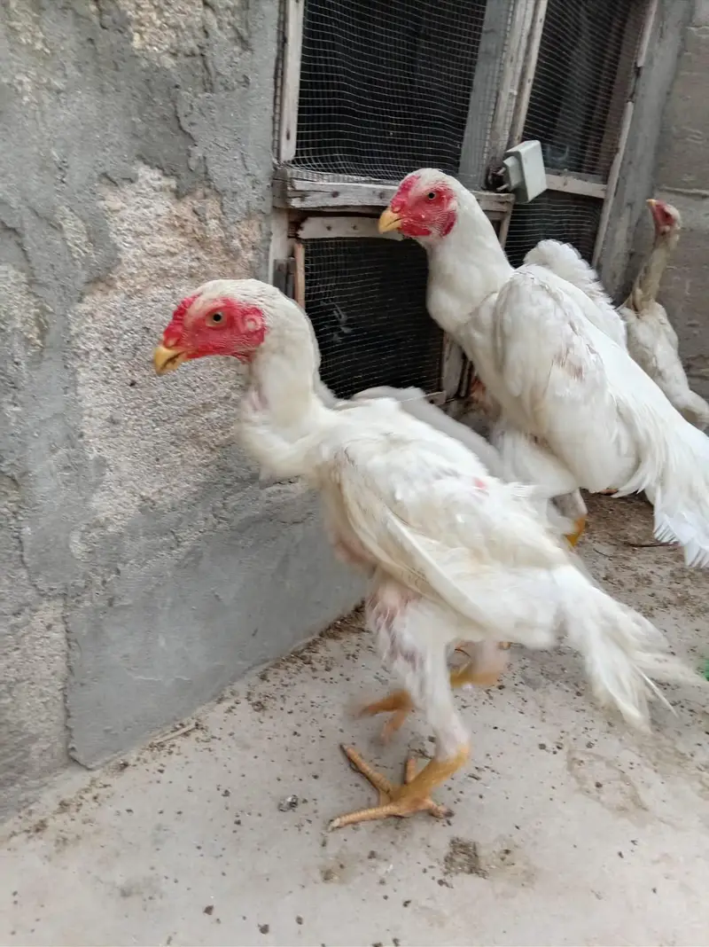 top quality shamo birds — photo 3