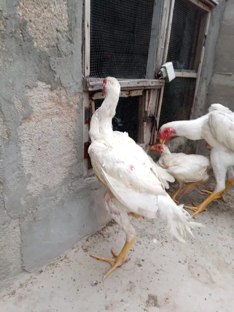 top quality shamo birds — photo 4
