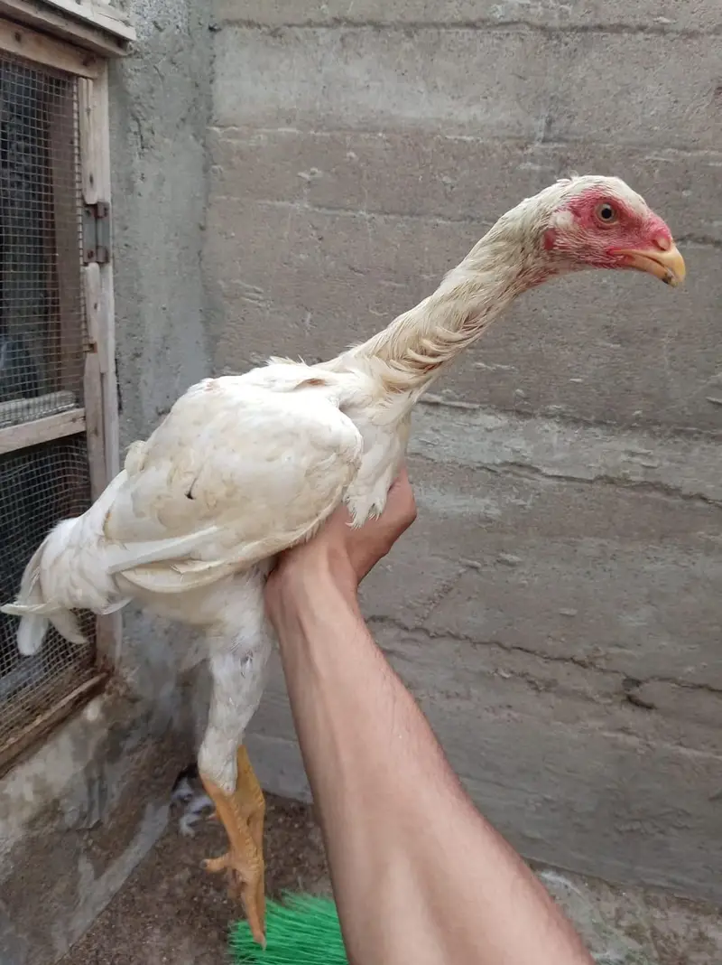 top quality shamo birds — photo 5
