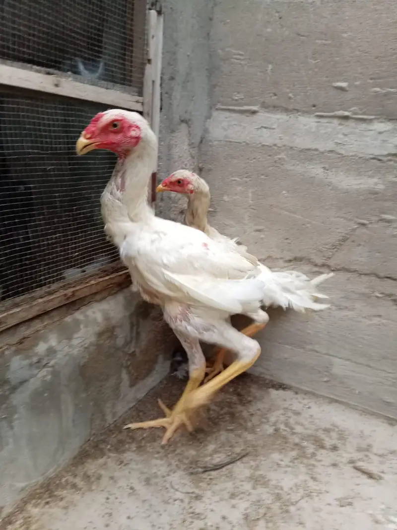 top quality shamo birds — photo 6