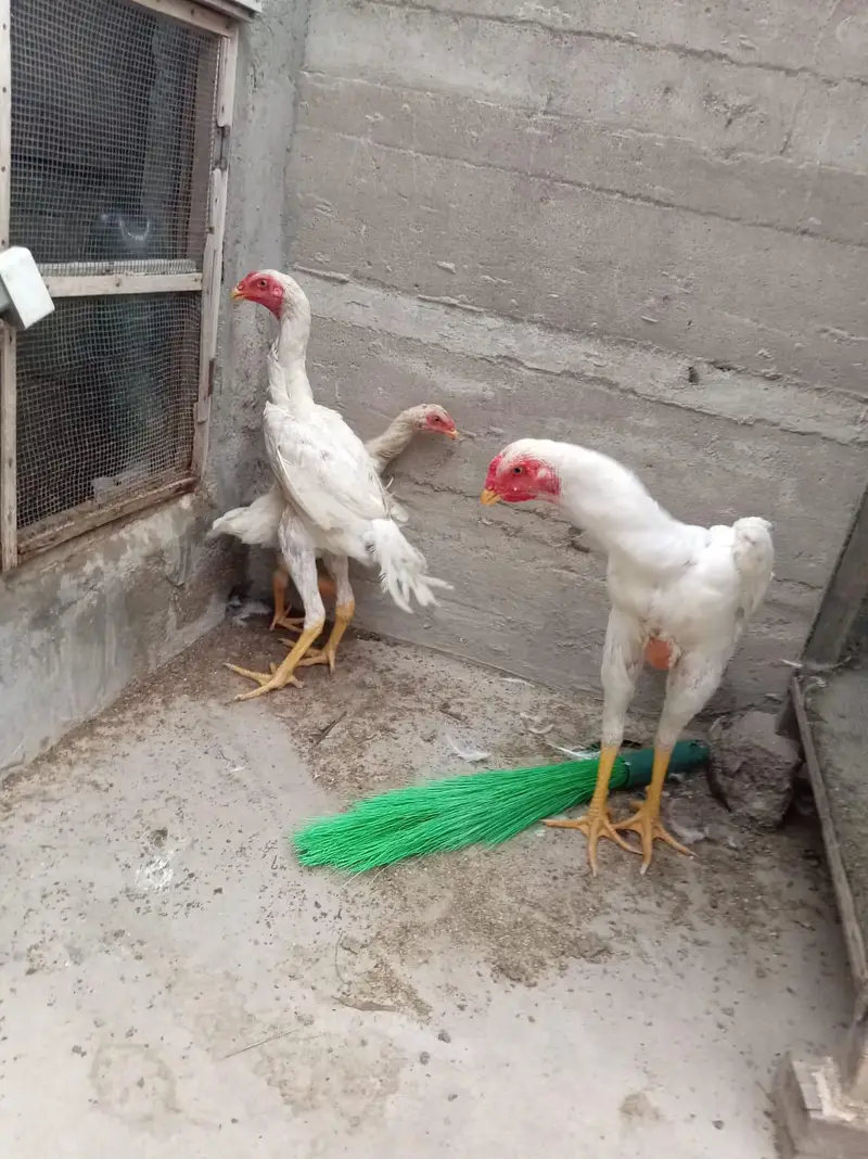 top quality shamo birds — photo 7