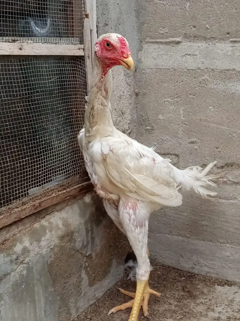 top quality shamo birds — photo 8