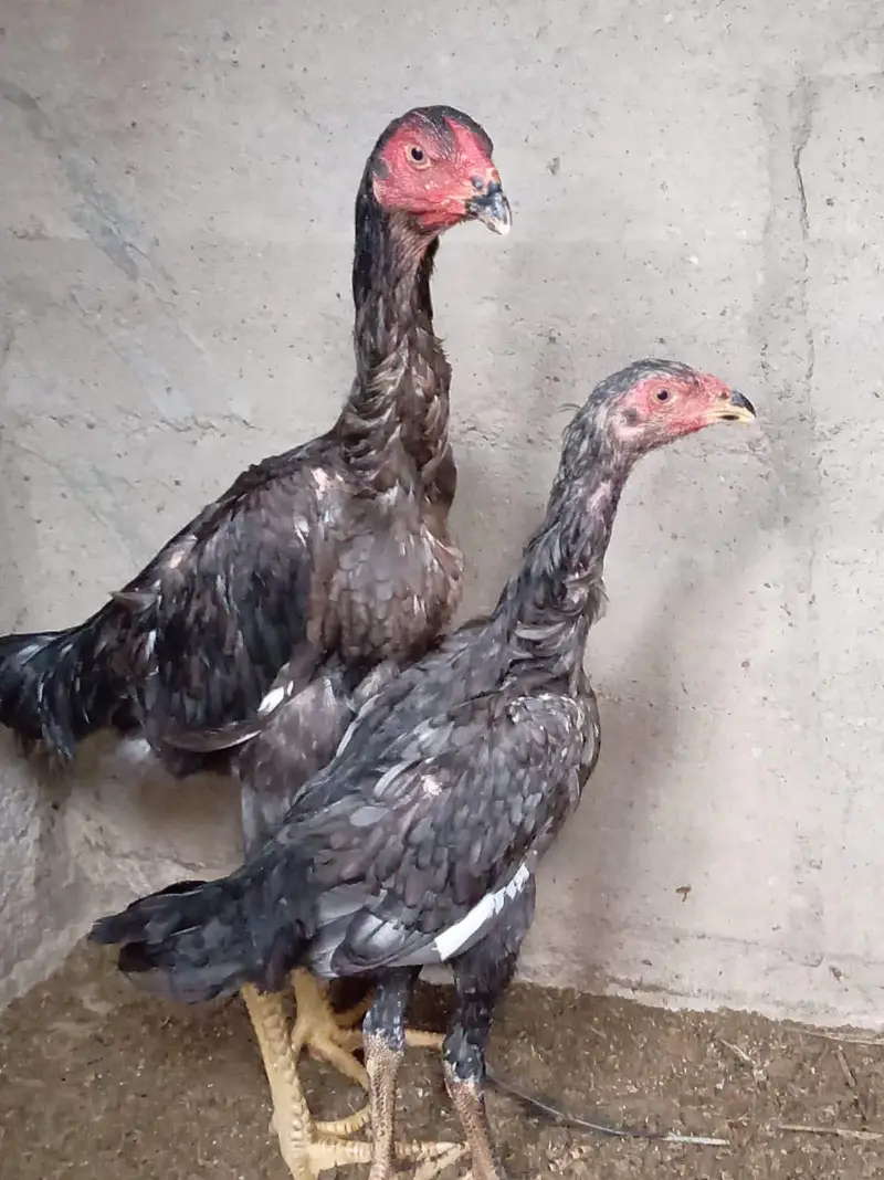 top quality shamo birds — photo 9