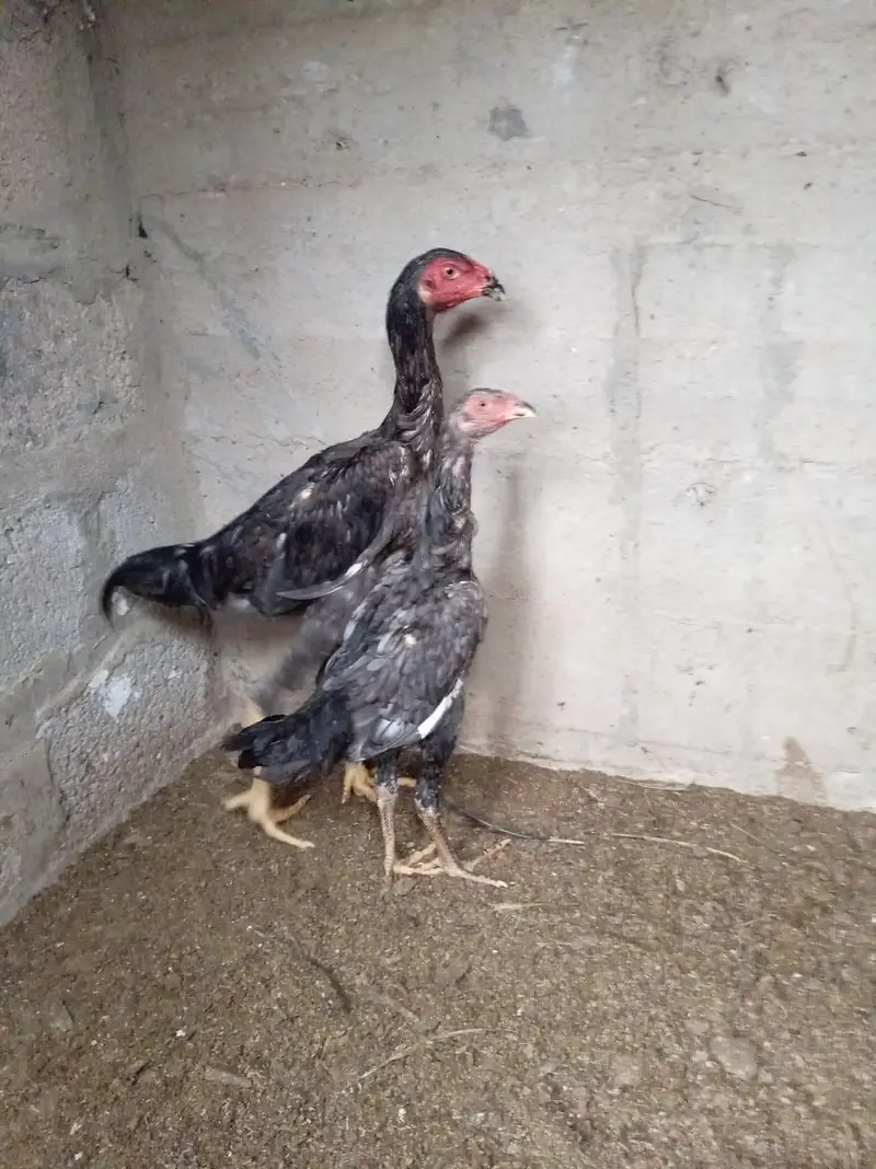 top quality shamo birds — photo 10