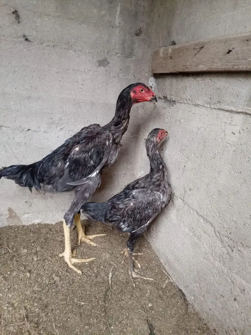 top quality shamo birds — photo 11