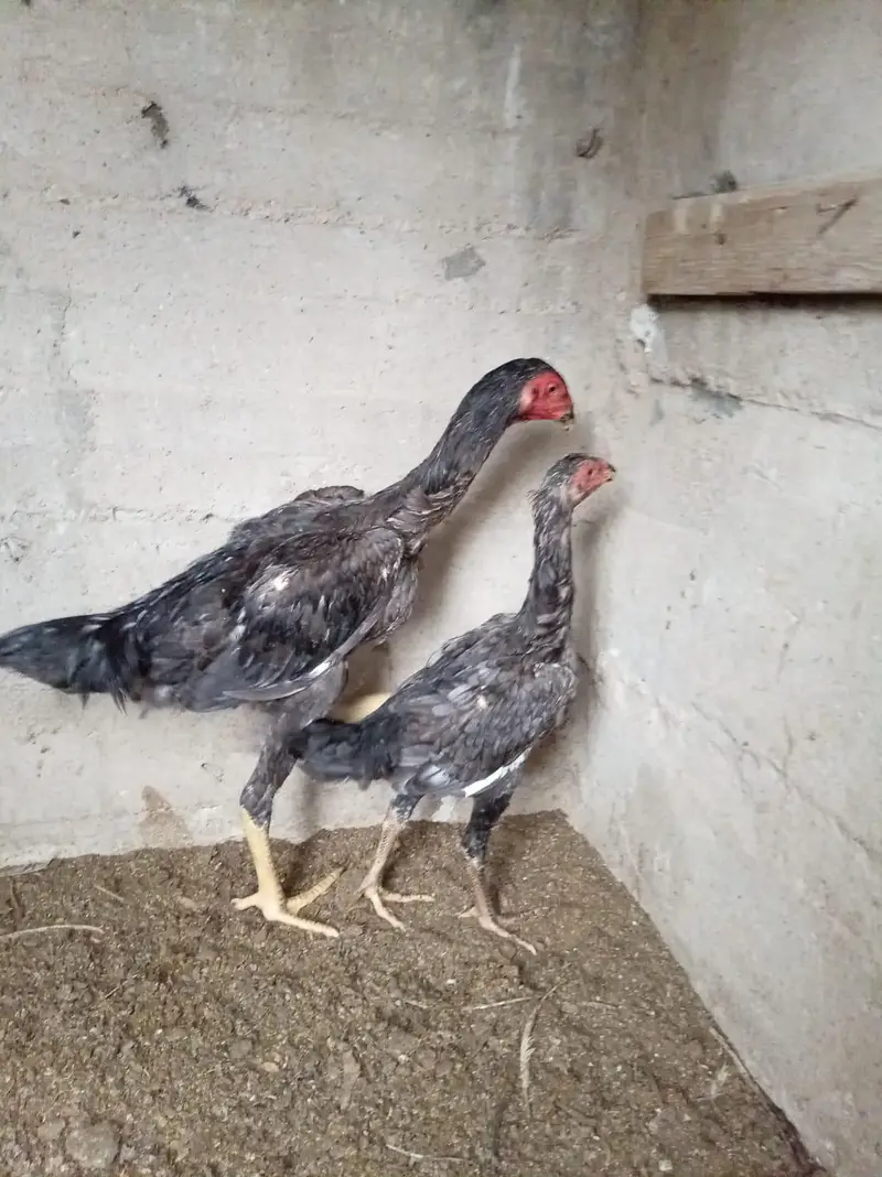 top quality shamo birds — photo 12