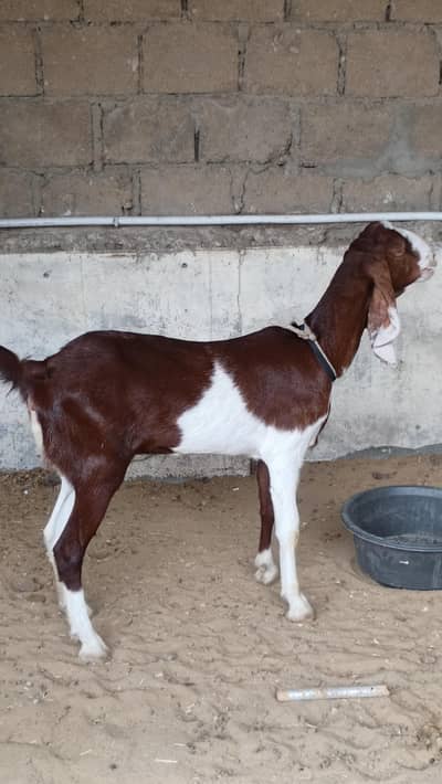 GuLabi Kamori Bakri ( Goat )