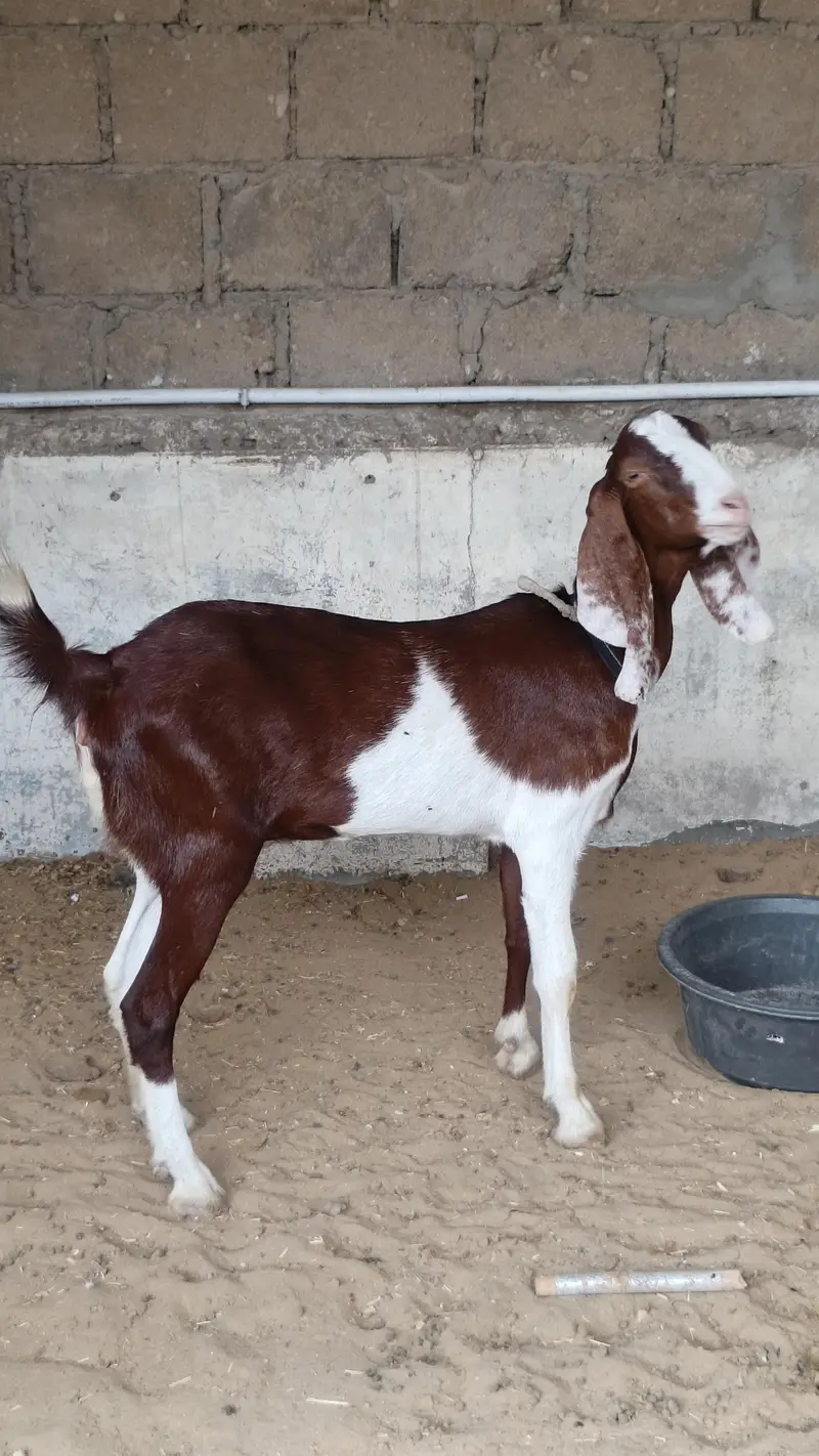 GuLabi Kamori Bakri ( Goat ) — photo 2