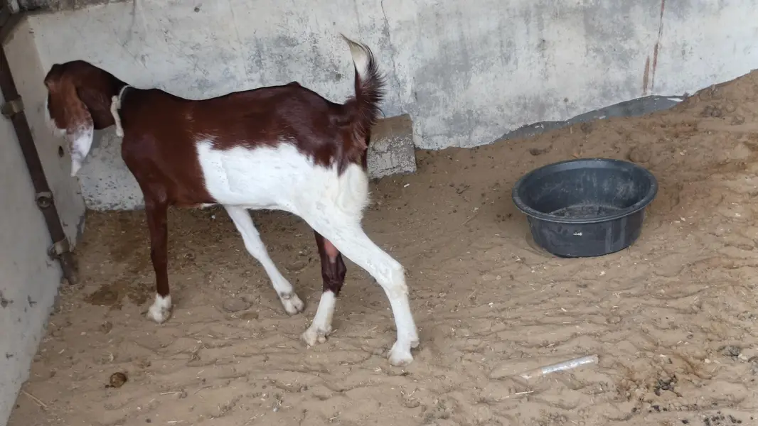 GuLabi Kamori Bakri ( Goat ) — photo 3