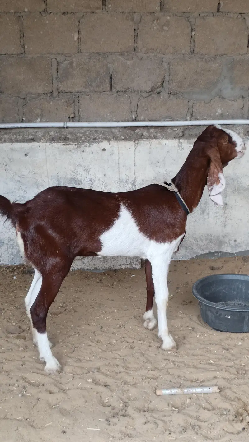 GuLabi Kamori Bakri ( Goat ) — photo 4