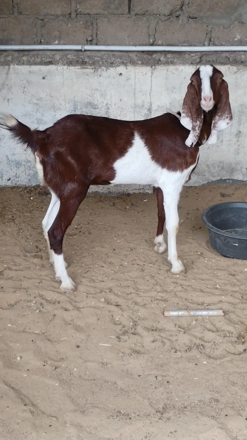 GuLabi Kamori Bakri ( Goat ) — photo 5