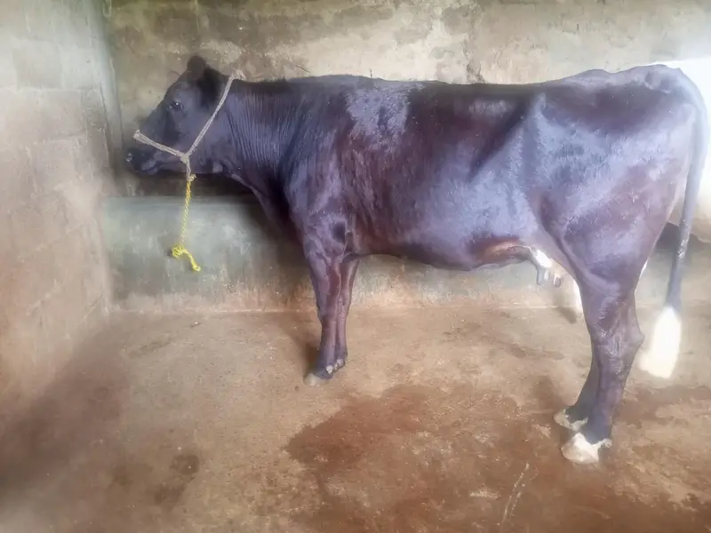 khangr first timer jarsi — photo 2