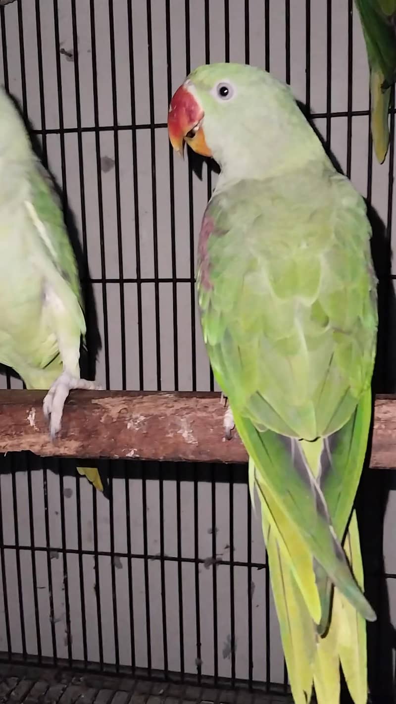 Raw pair + patho ka pair 2