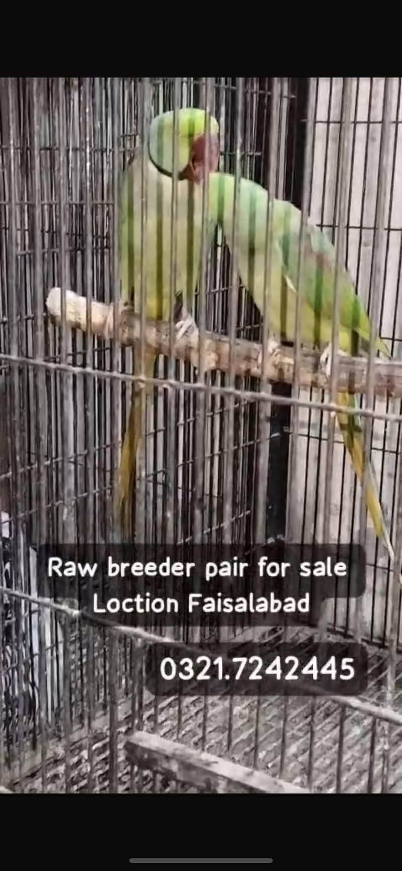 Raw pair + patho ka pair 8