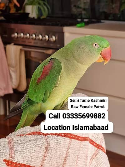 Semi Tamed Kashmiri Raw Breeder Female Parrot Jumbo Size