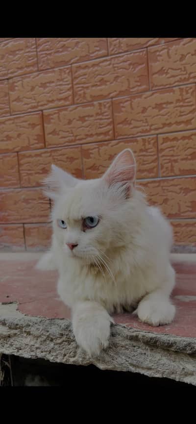 White male in white beautiful eyes
