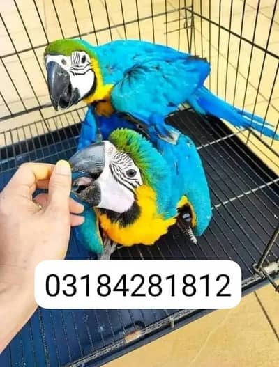 blue macaw parrot chips for sale 03184281812