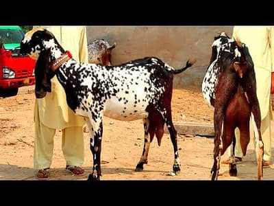 Goat milk available 250ml for Rs 240
