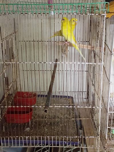 red eyes parrot