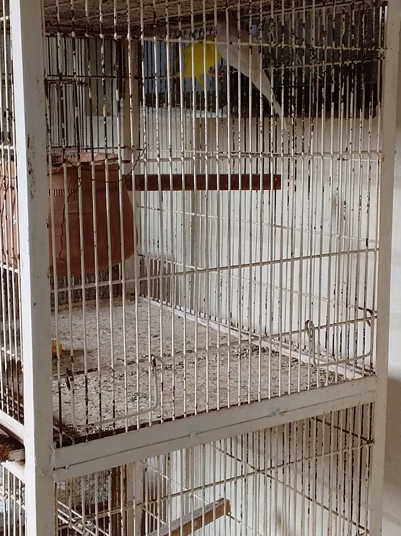 red eyes parrot — photo 2