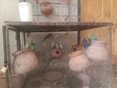 15 breader budges parrot with cage or 9 doli