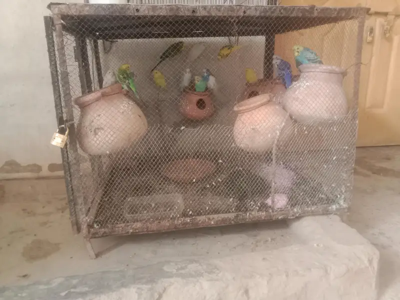 15 breader budges parrot with cage or 9 doli — photo 2