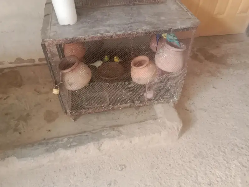15 breader budges parrot with cage or 9 doli — photo 3