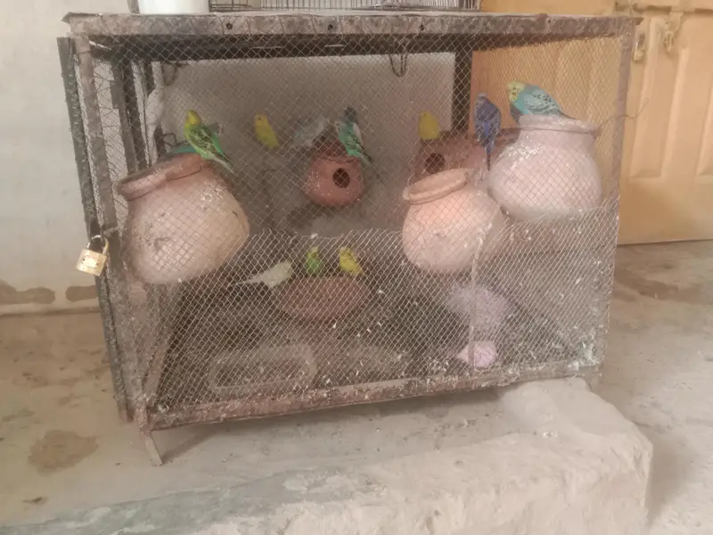 15 breader budges parrot with cage or 9 doli — photo 4